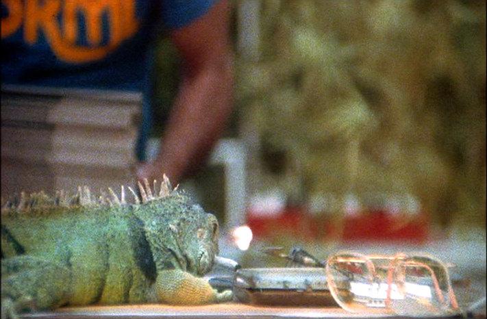 a lizard smoking a joint