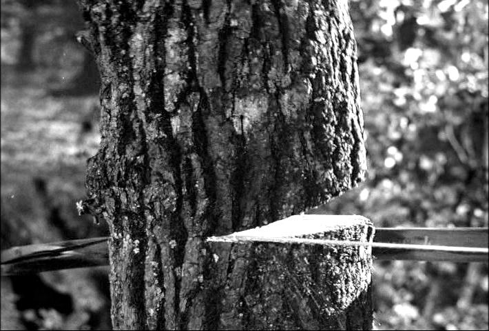 felling a tree