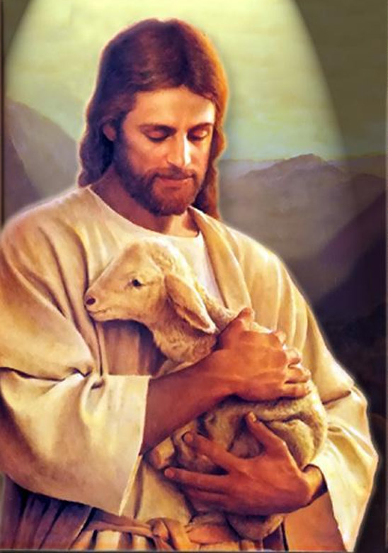a lamb and the good shepherd